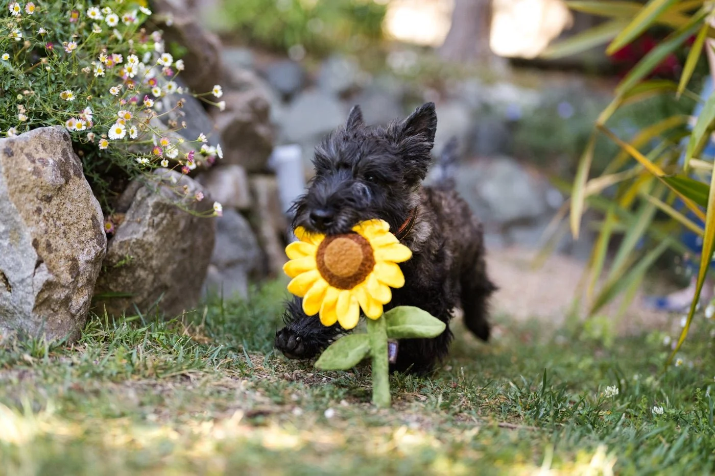 PLAY Pet Sunflower — Jeffrey's Natural Pet Foods