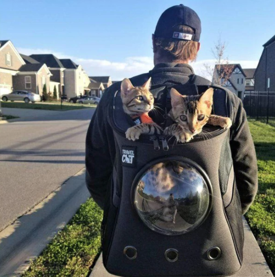 Travel Cat Backpack Bubble Carrier — Jeffrey's Natural Pet Foods