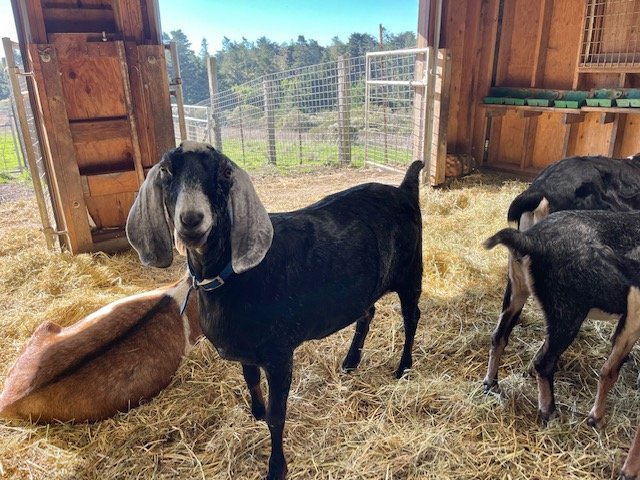 Nan's Goats 01.jpg