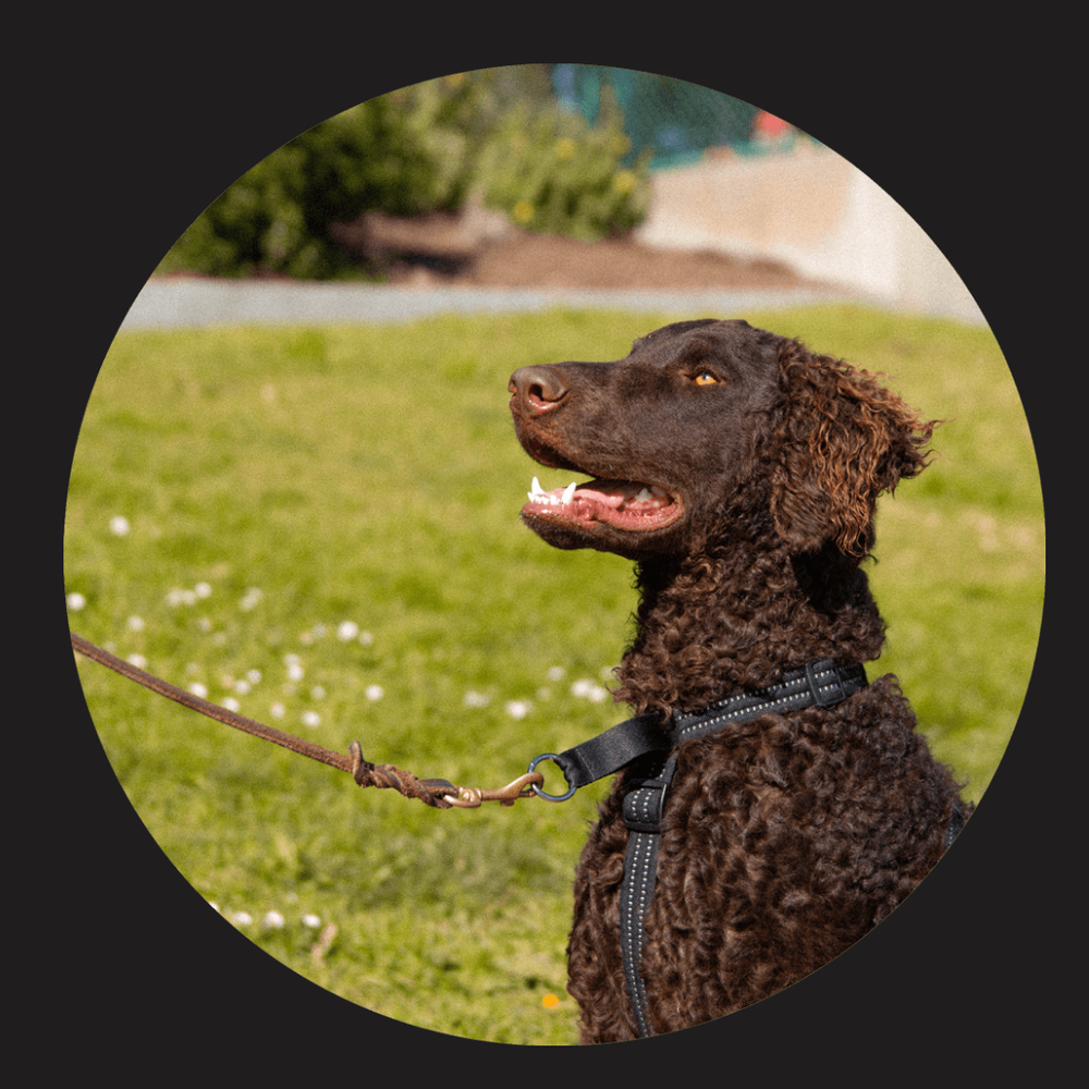 Wildebeest Valencia No-Pull Harness Black — Jeffrey's Natural Pet