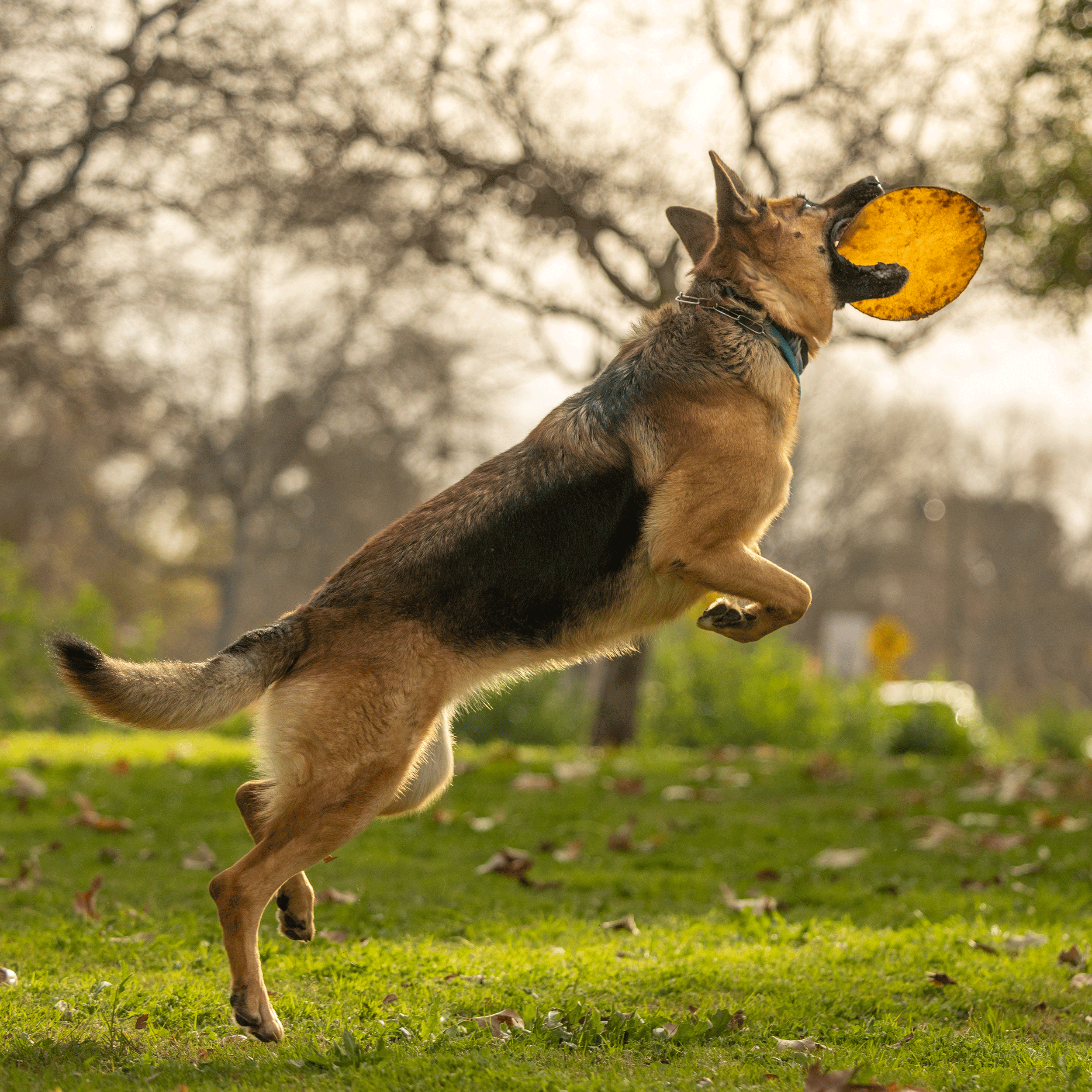 3_DOGGINSTIX_Beef_Collagen_UFO-Lifestyle.png