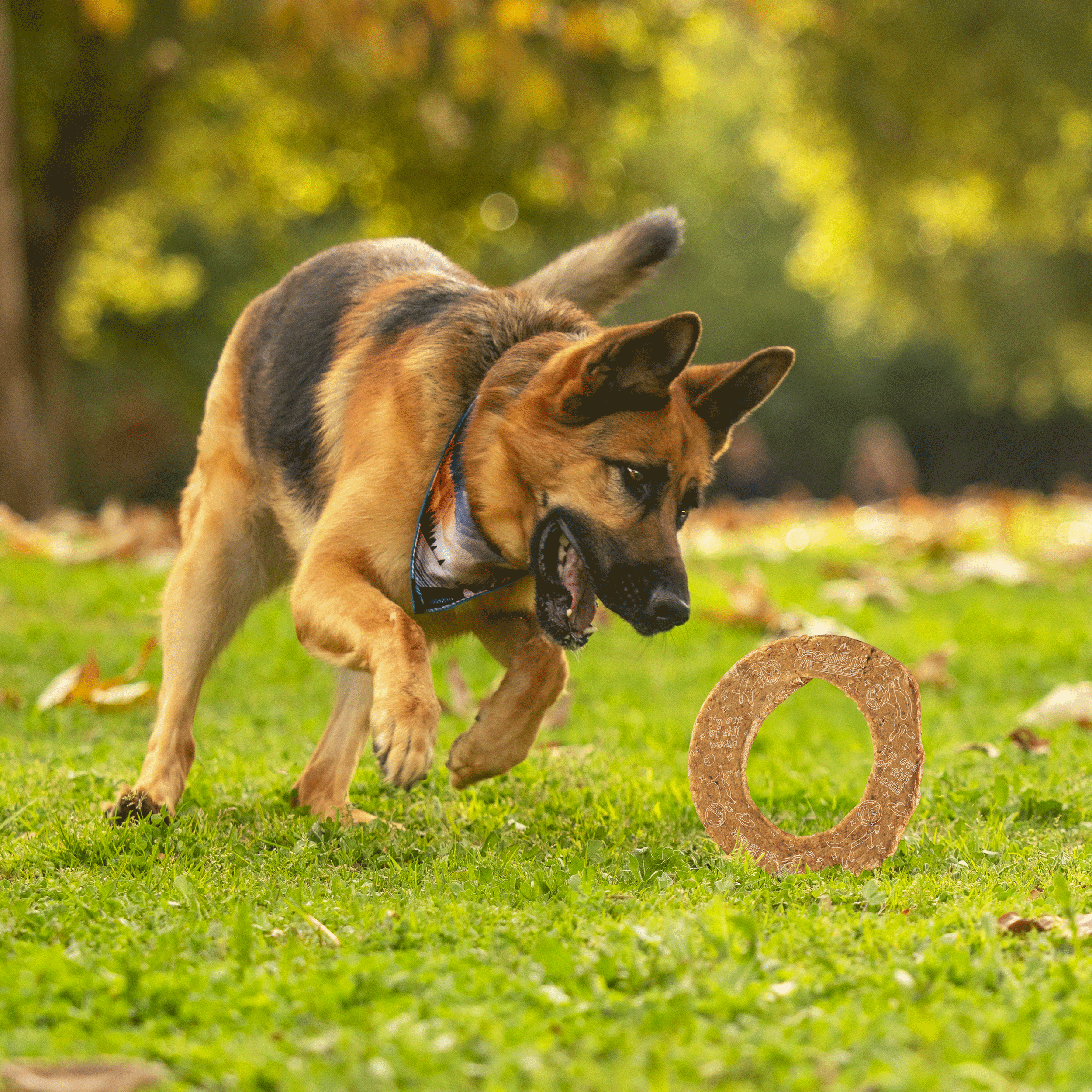 3_DOGGINSTIX_LambCollagen_CosmicDonut-Lifestyle.png