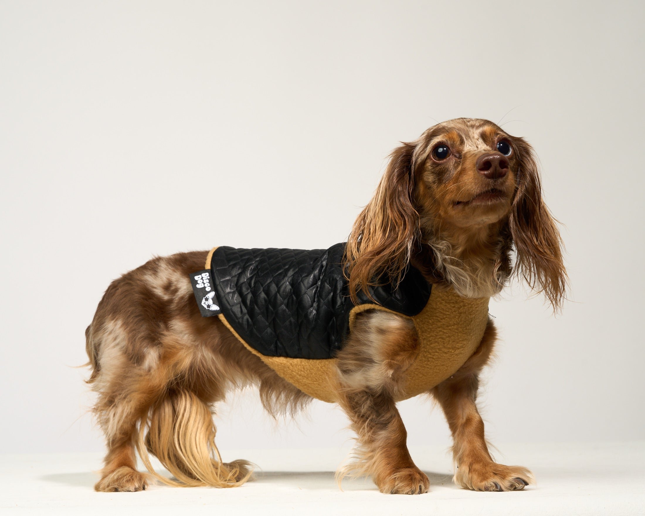 Disco Dog Chanel Coat