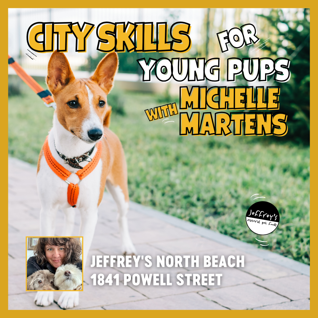 City Skills for Young Puppies Summer Mini Course with Michelle Martens at Jeffrey's North Beach (2 Sessions)