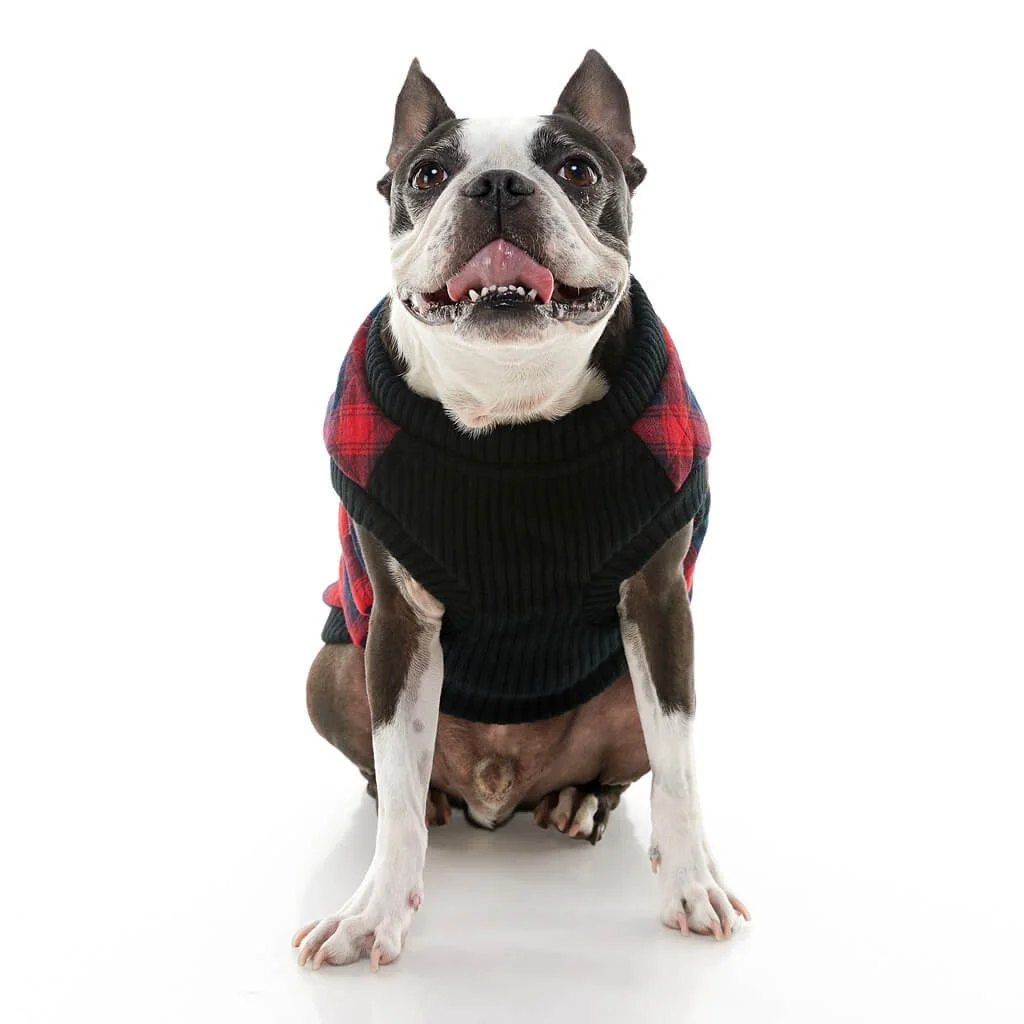 gooby-office-dog-miles-a-boston-terrier-wearing-red-checkered-fashion-vest-sitting-down-front-view-1024x1024px.jpeg
