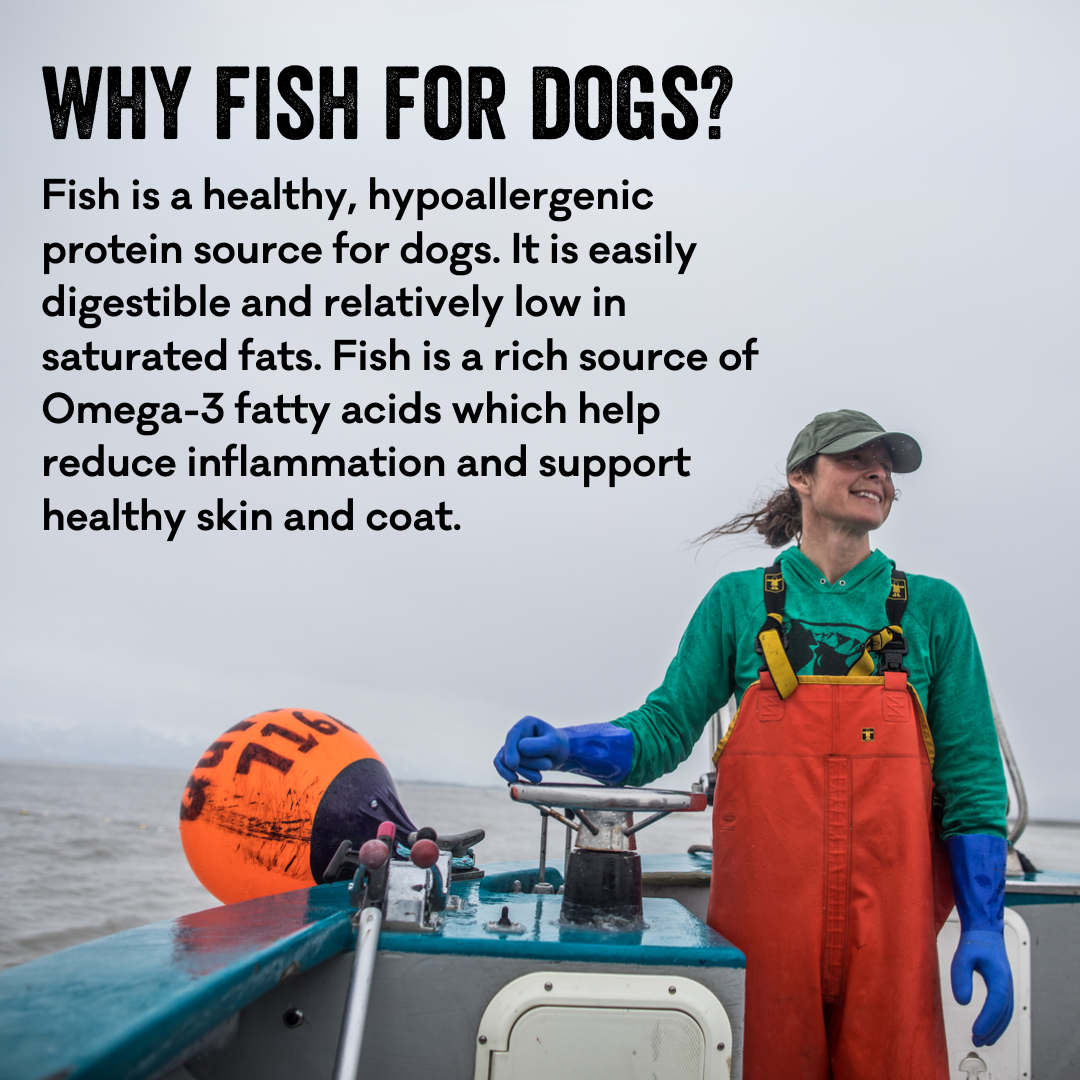 FishForDogs-square_32b10a53-30ca-4321-85f0-655ab3df4343.png