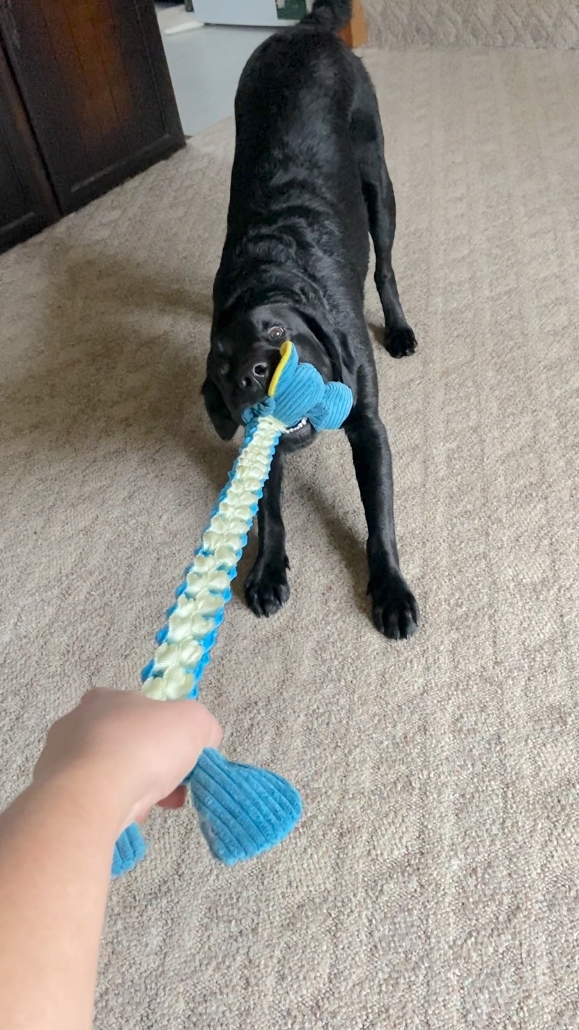 lordloxley_theweird-Spunky-Pup-Dog-Toys_f9a2301d-7077-44e7-991c-11f12a1623a3.png