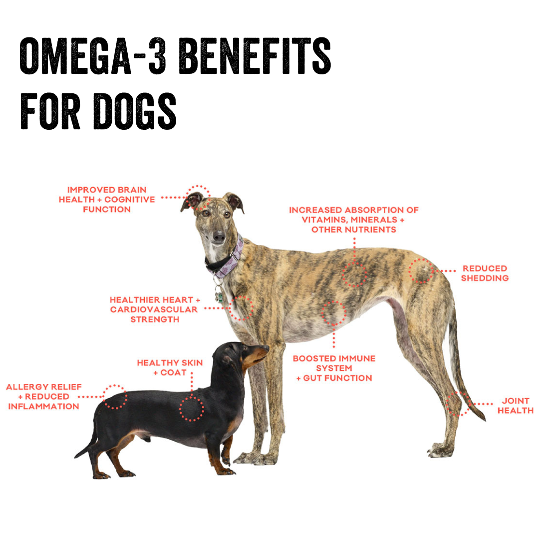 Omega3-Benefits-square_0be5206f-bde3-4492-8a1a-bb9e36bc20f8.png