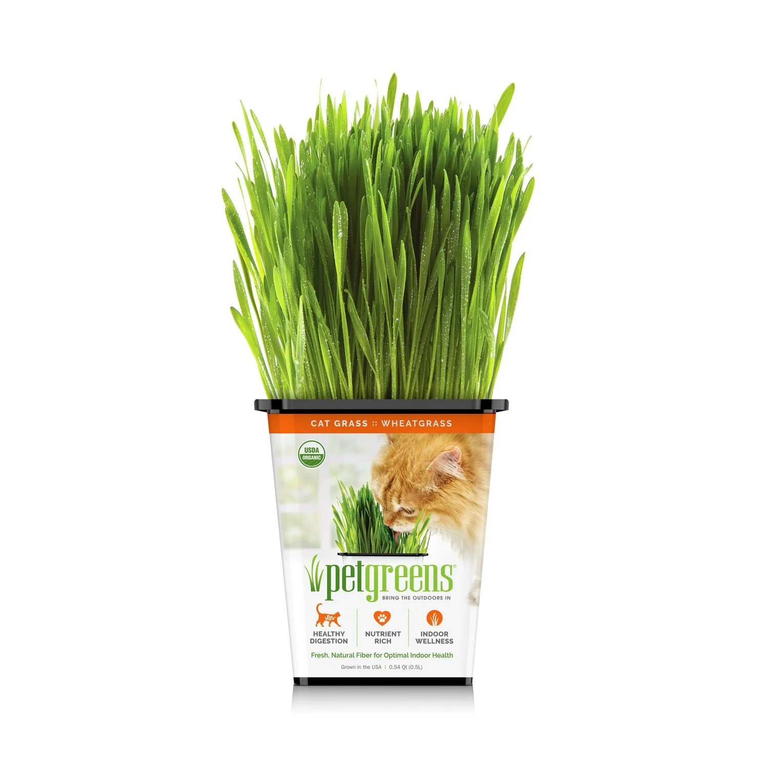 Live-Cat-Grass.jpeg (Copy)