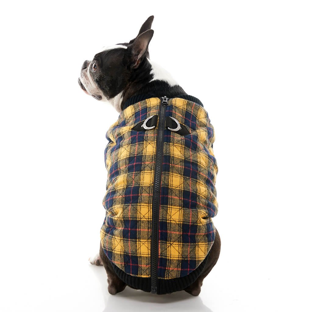 gooby-office-dog-miles-a-boston-terrier-wearing-yellow-checkered-fashion-vest-sitting-down-back-view-1024x1024px.jpeg