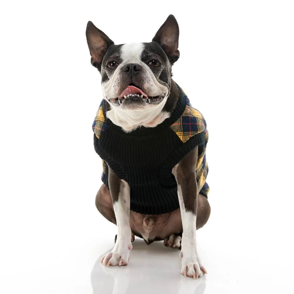 gooby-office-dog-miles-a-boston-terrier-wearing-yellow-checkered-fashion-vest-sitting-down-front-view-1024x1024px.jpeg