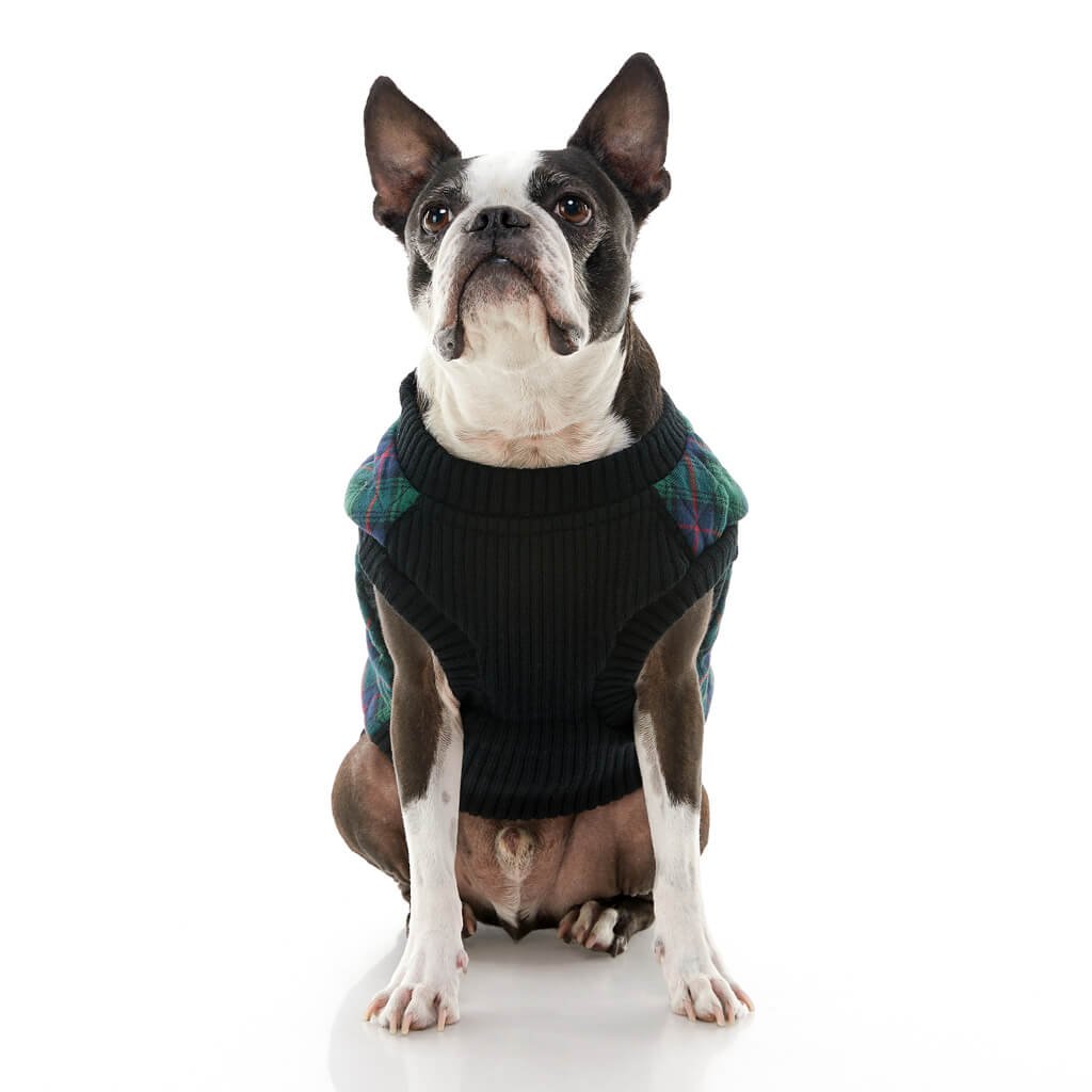gooby-office-dog-miles-a-boston-terrier-wearing-green-checkered-fashion-vest-sitting-down-front-view-1024x1024px.jpeg