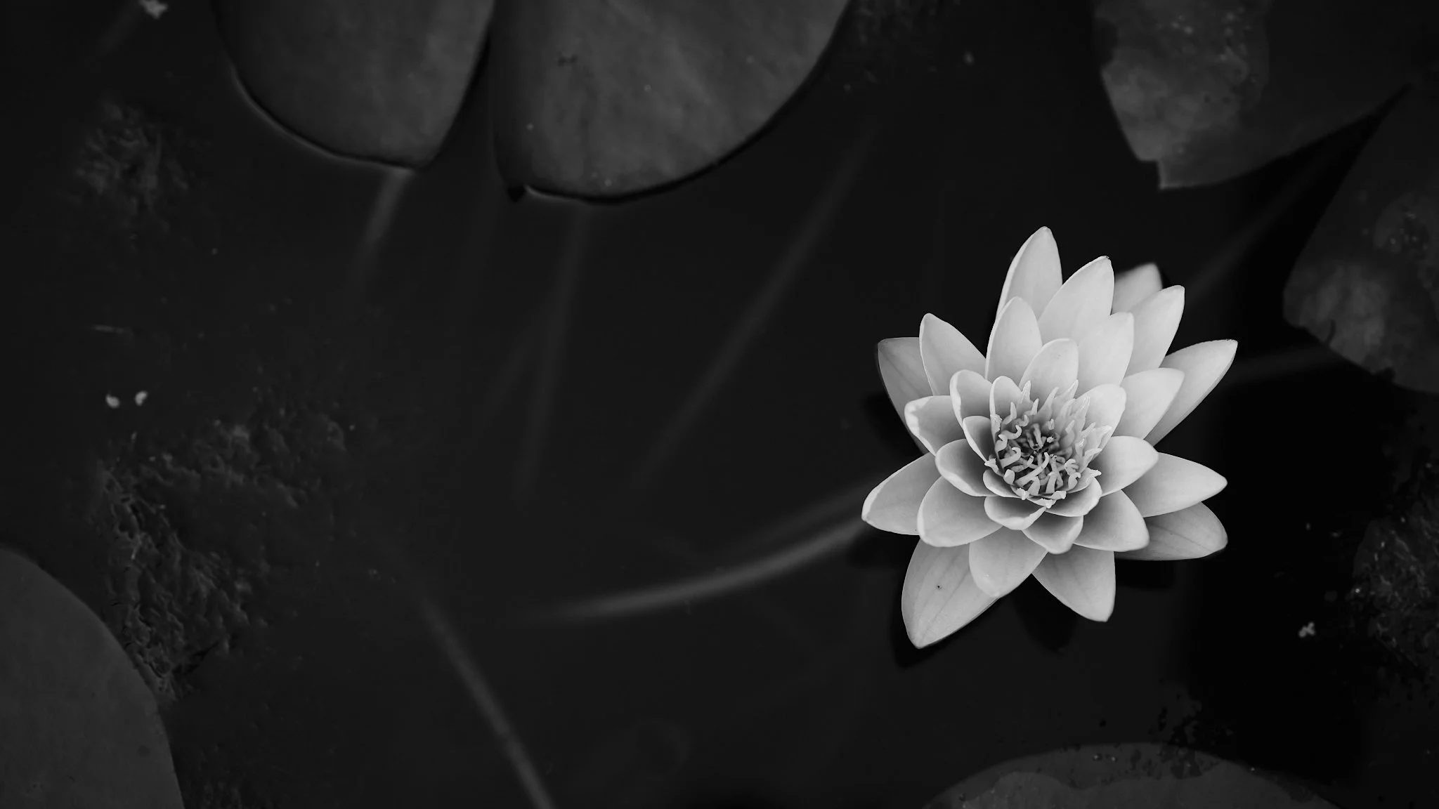 _DSF8601.jpg