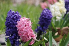 DOMhyacinth.jpeg