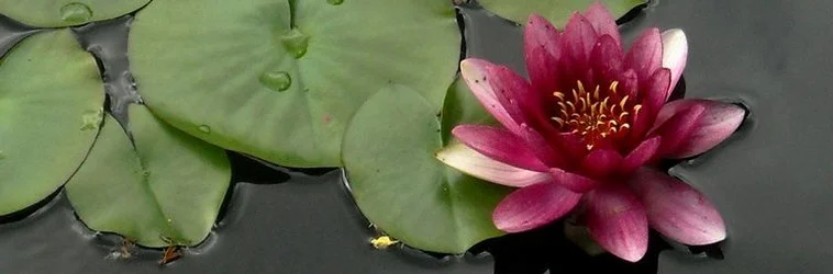 Lotus-Flower.jpg