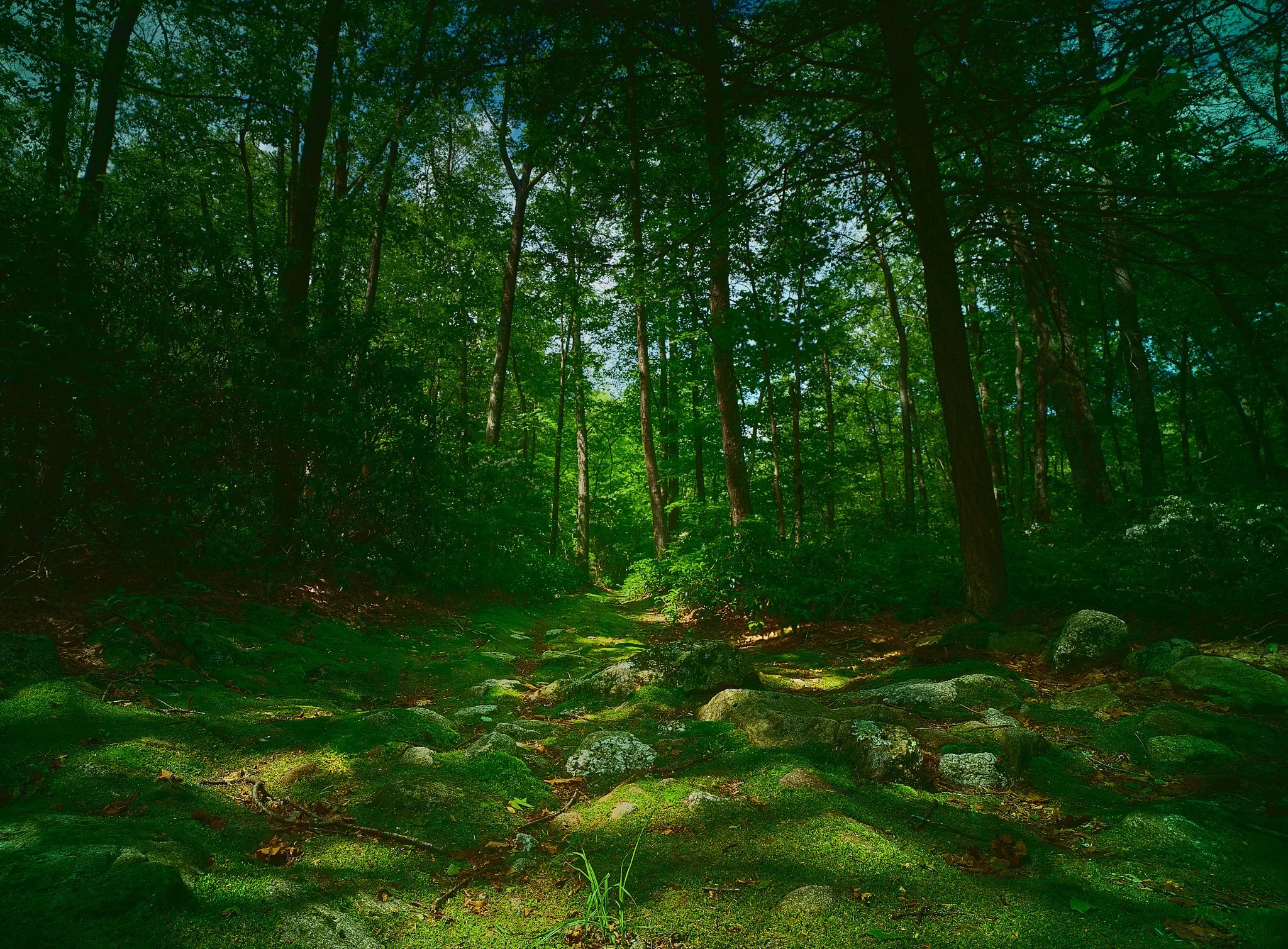 Moss trails 6.jpg