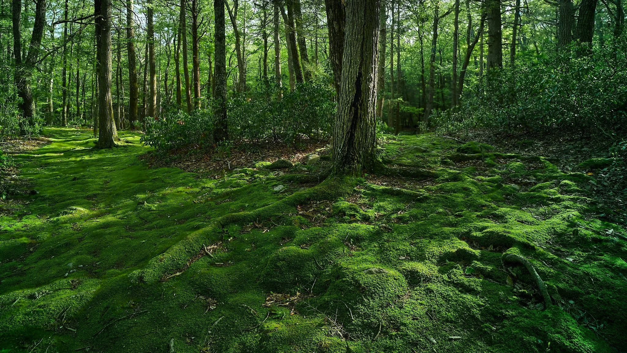 Moss trails.jpg