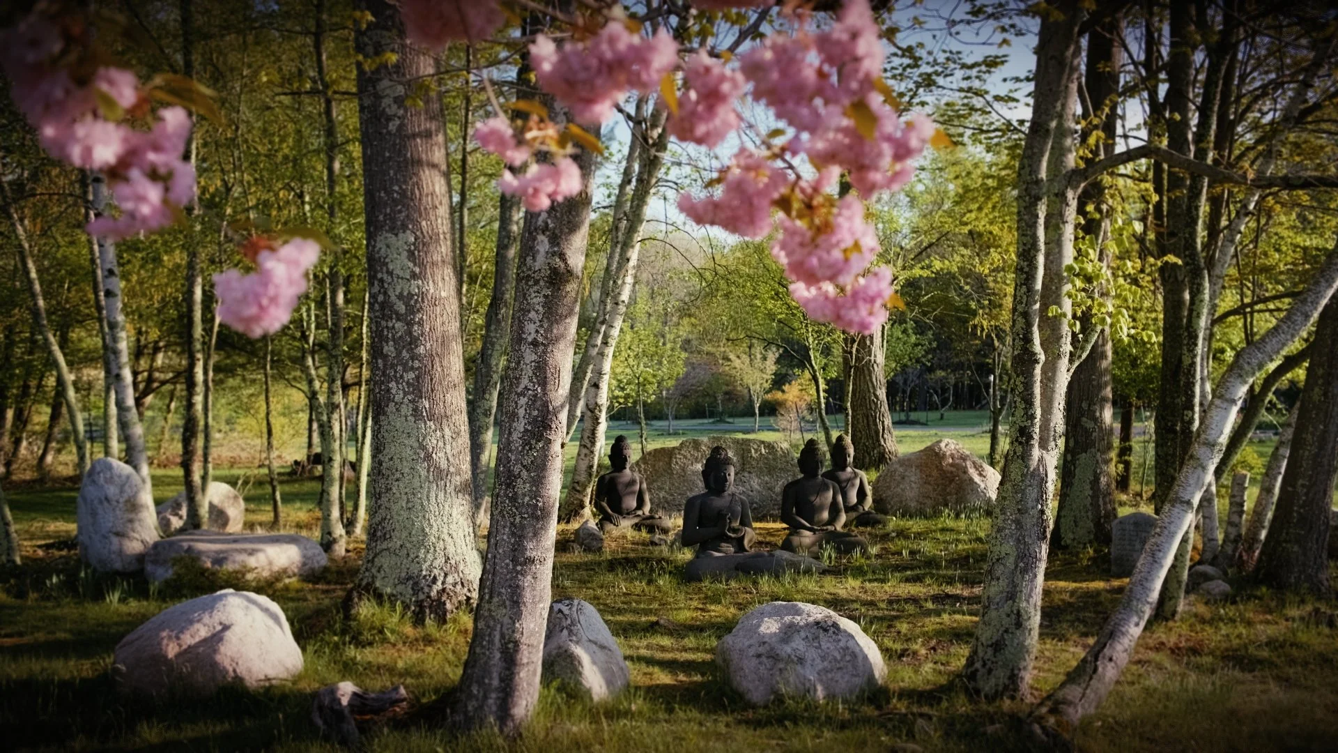 Buddhas Spring Blossoms.jpg