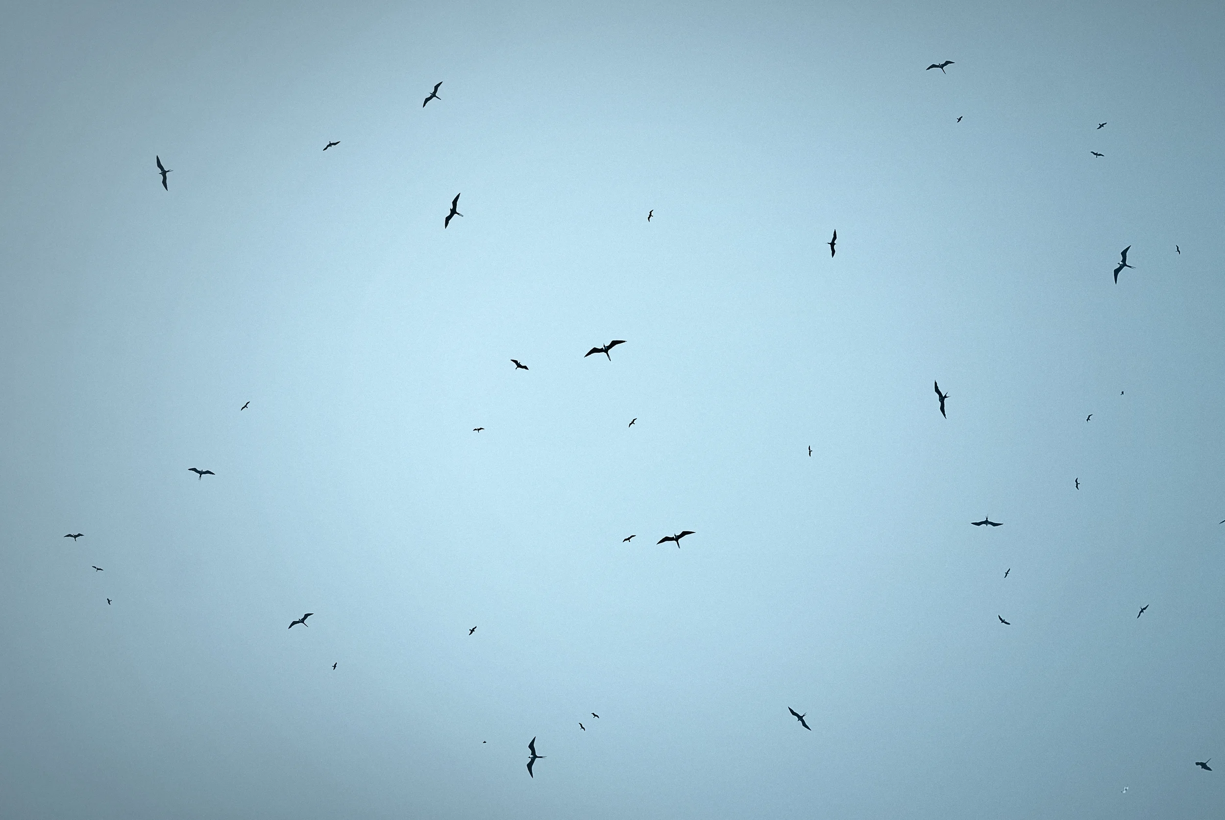 Birds.jpg