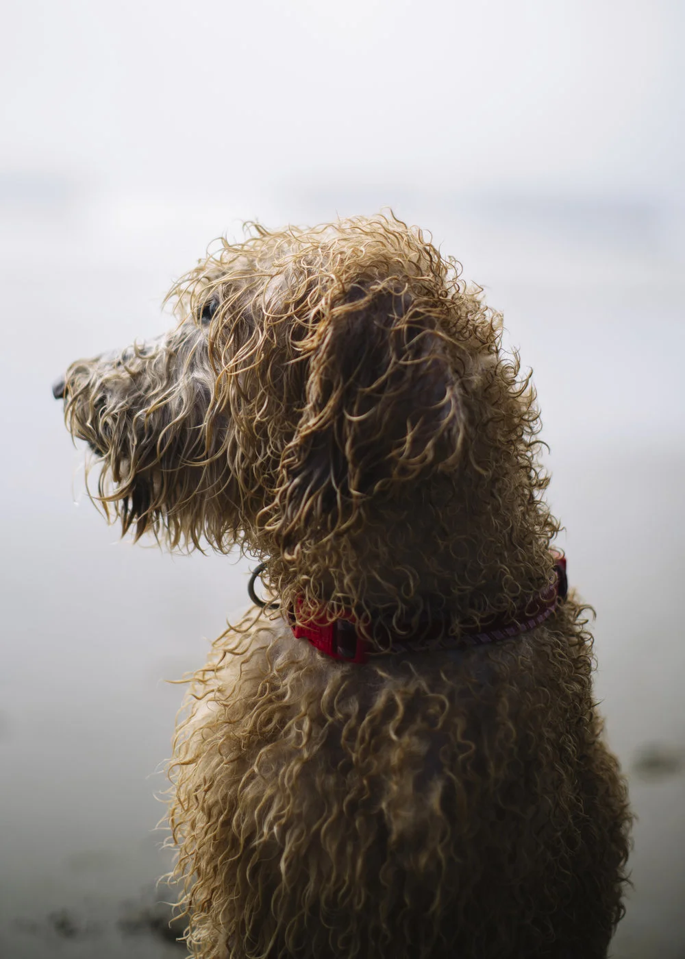 a_hound_dog_web_upload_002.jpeg