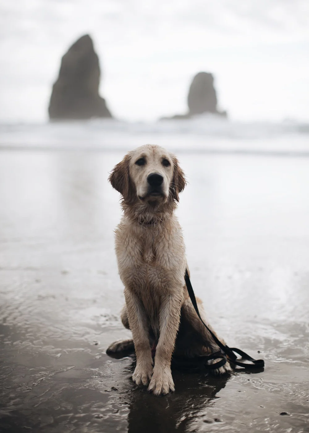 a_hound_dog_web_upload_006.jpeg