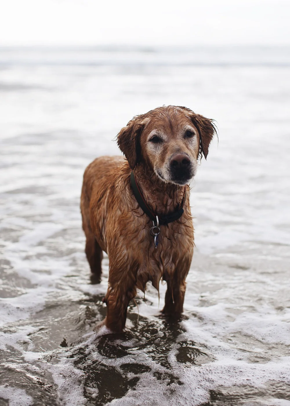 a_hound_dog_web_upload_011.jpeg