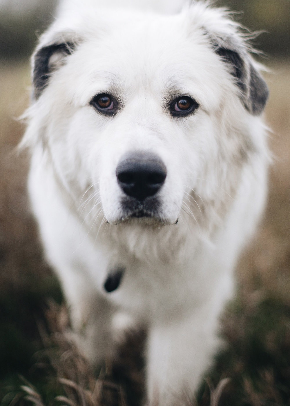 a_hound_dog_web_upload_014.jpeg
