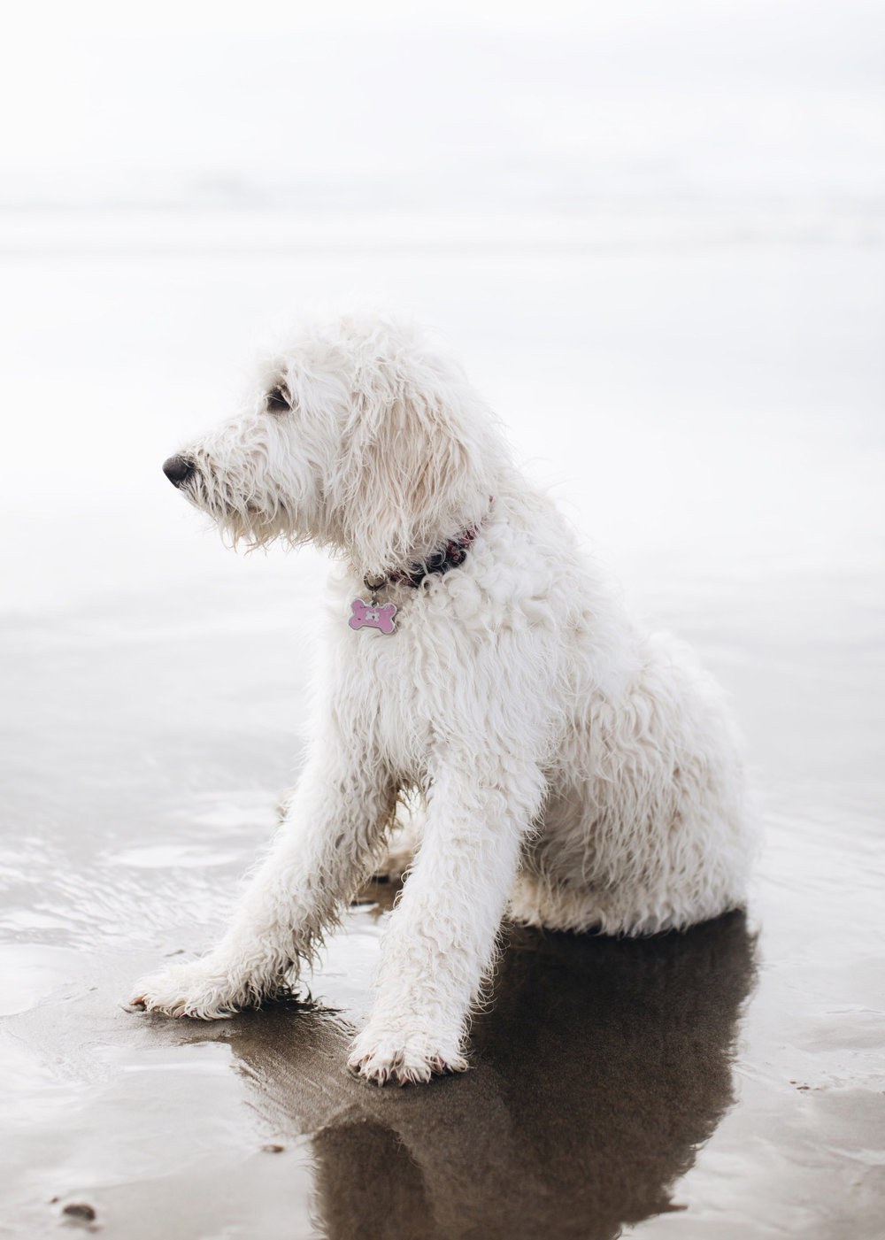 a_hound_dog_web_upload_018.jpeg