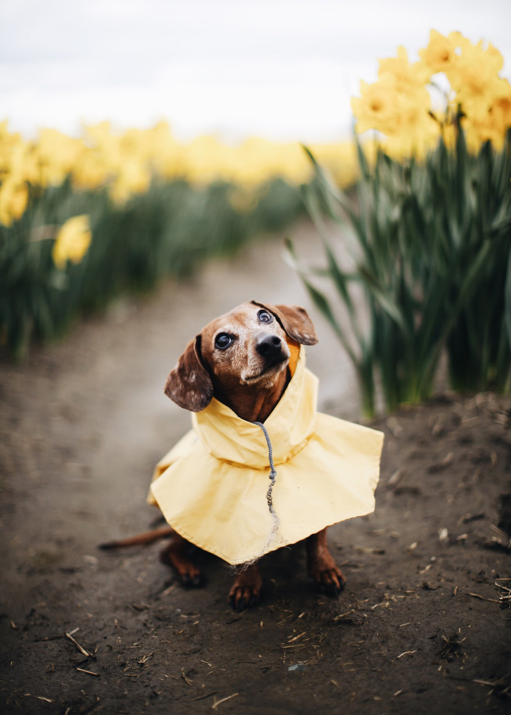 a_hound_dog_web_upload_029.jpeg