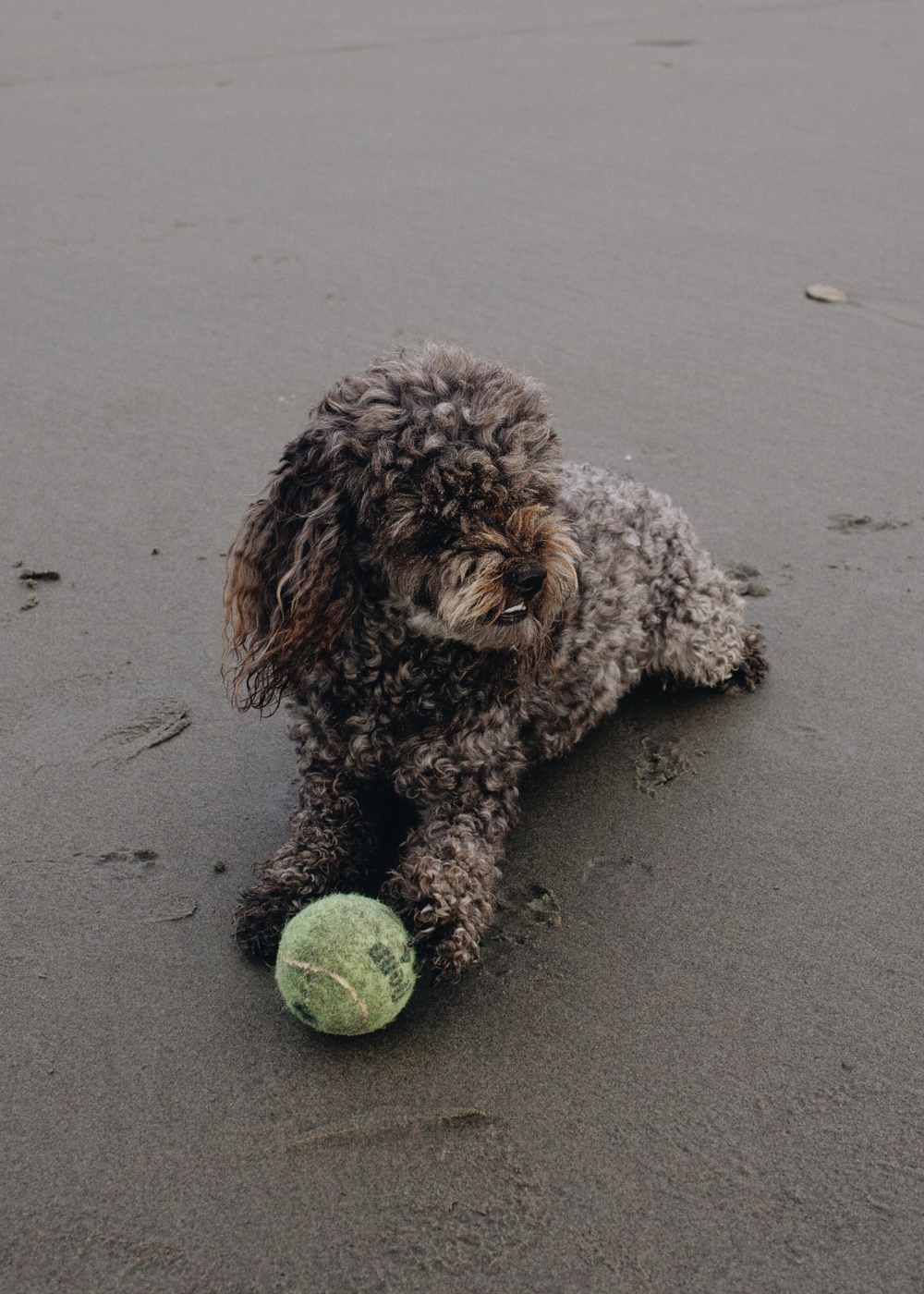 a_hound_dog_web_upload_015.png