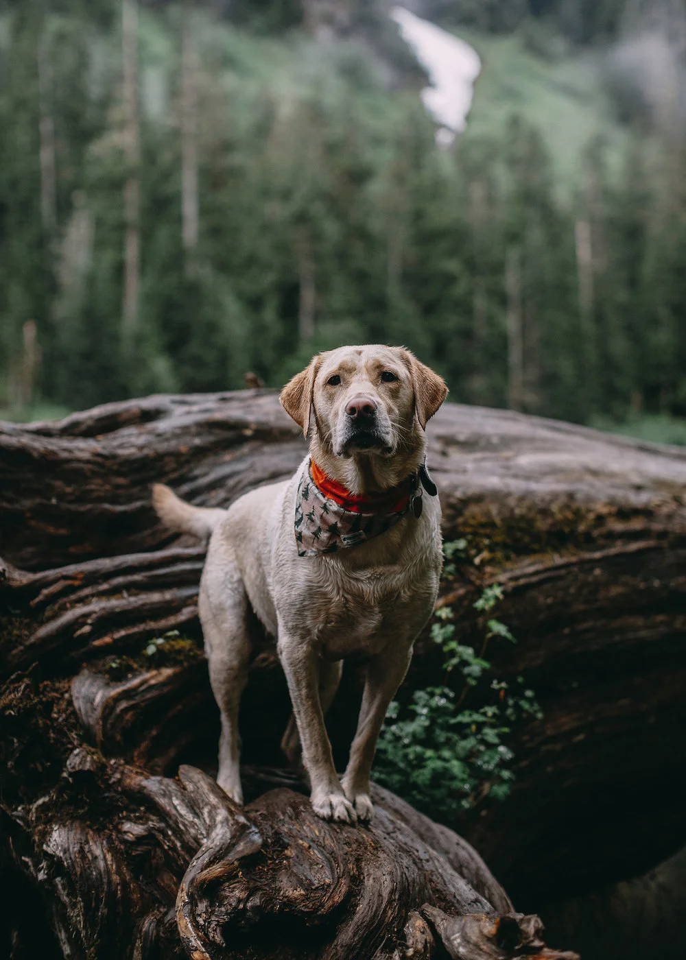 a_hound_dog_web_upload_036.jpeg