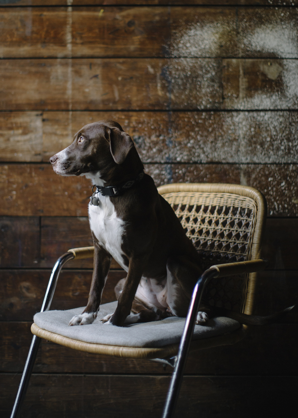 a_hound_dog_web_upload_035.png