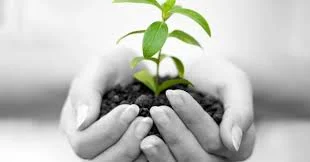 hands holding growing plant.jpg