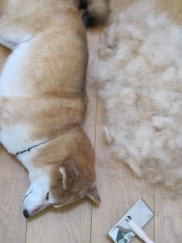 parakavka:
(via 今ごろ?!の画像:てんてんinformation) 
My life