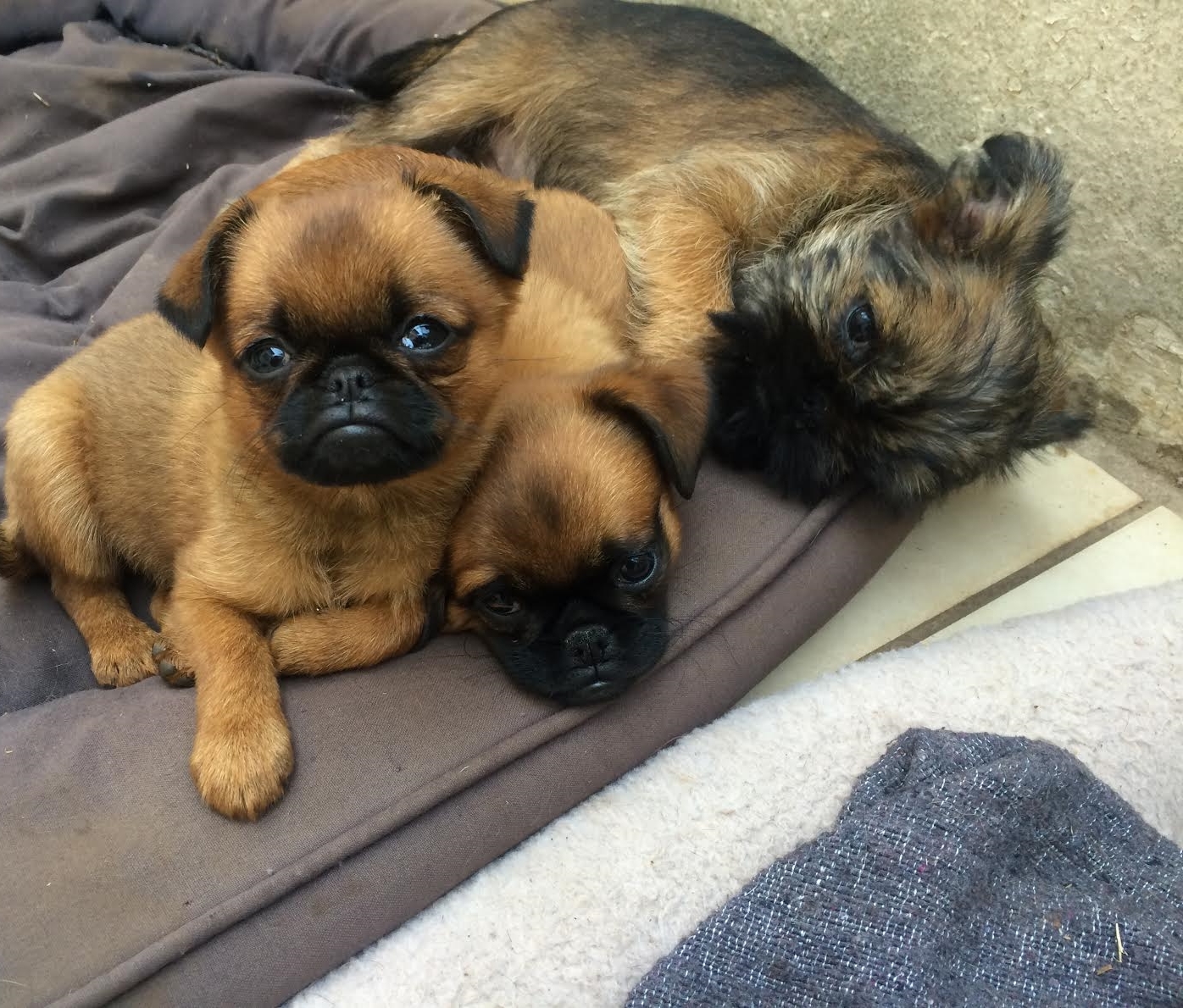 PUPPIES<br>FOR SALE!