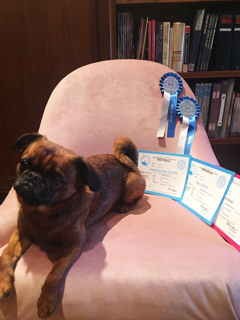 MR BEAR - FCI Show, - Excellent, Best of Breed & CACIB TKC Show - Best of Breed & CC. 