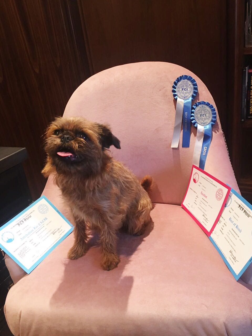 MISS SCARLET - FCI SHOW - Excellent, Best of Breed & CACIB TKC SHOWS - CC 