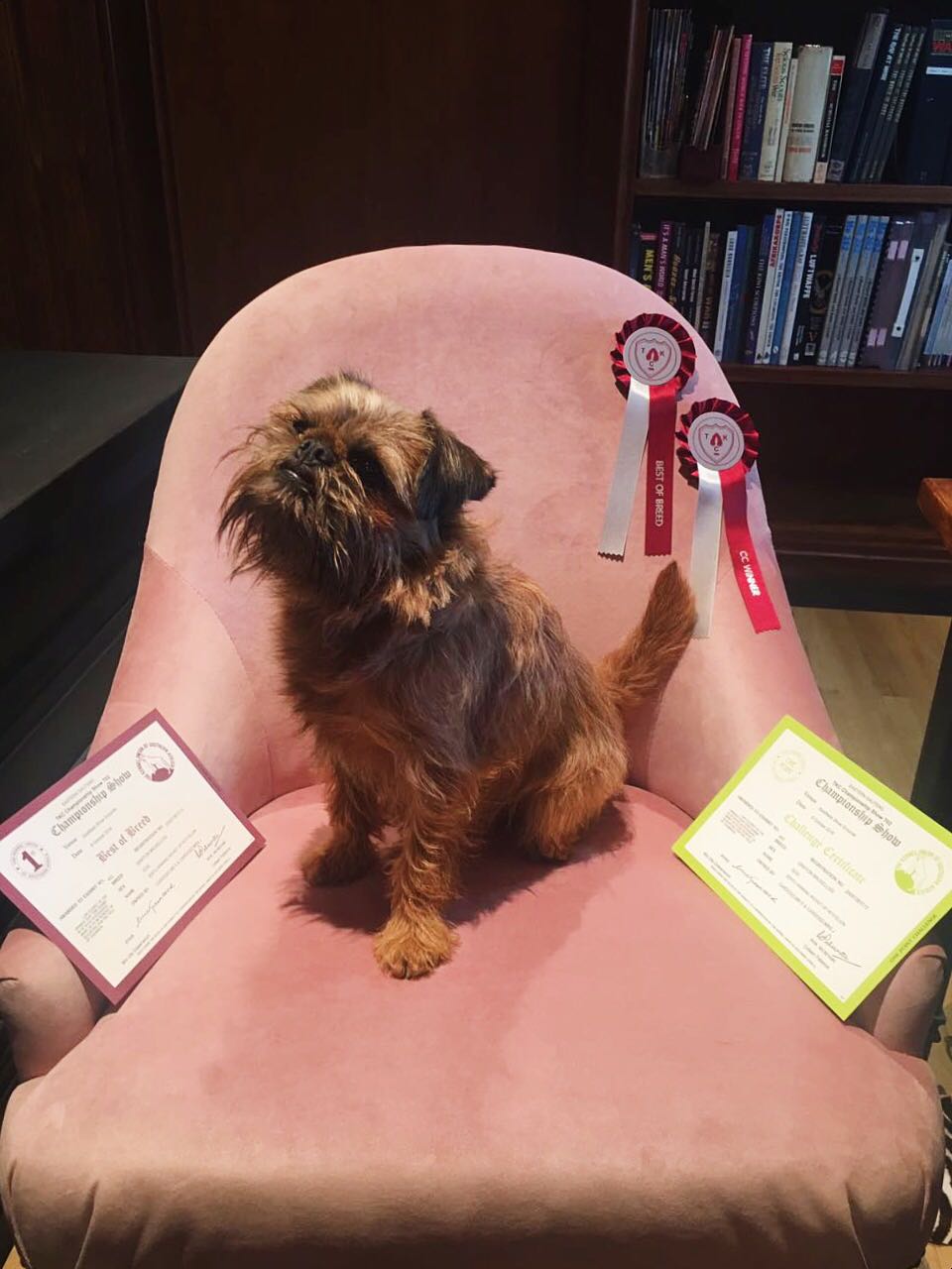 WINNING WICKET - TKC Show - Best of Breed & CC