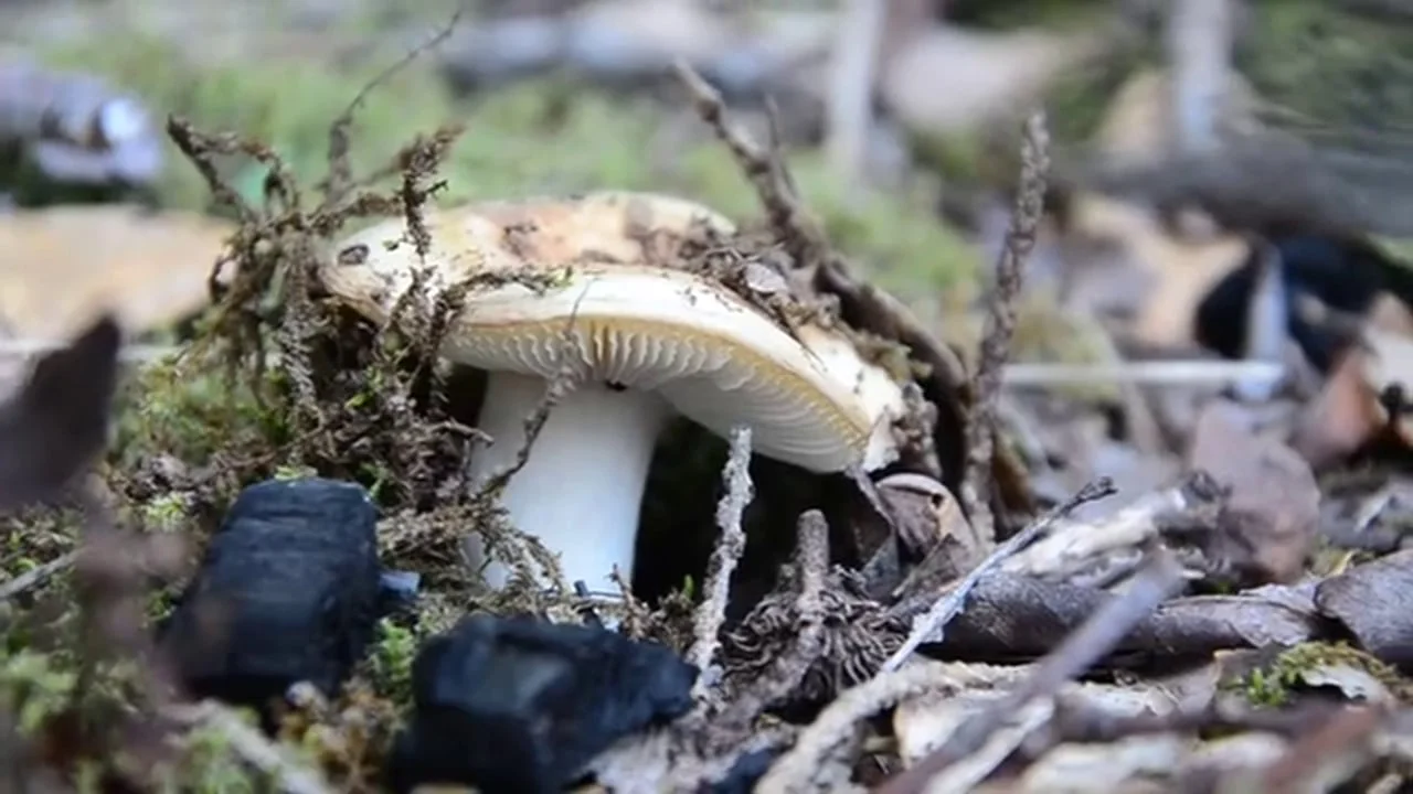 Running Springs Ranch // Spring 2014