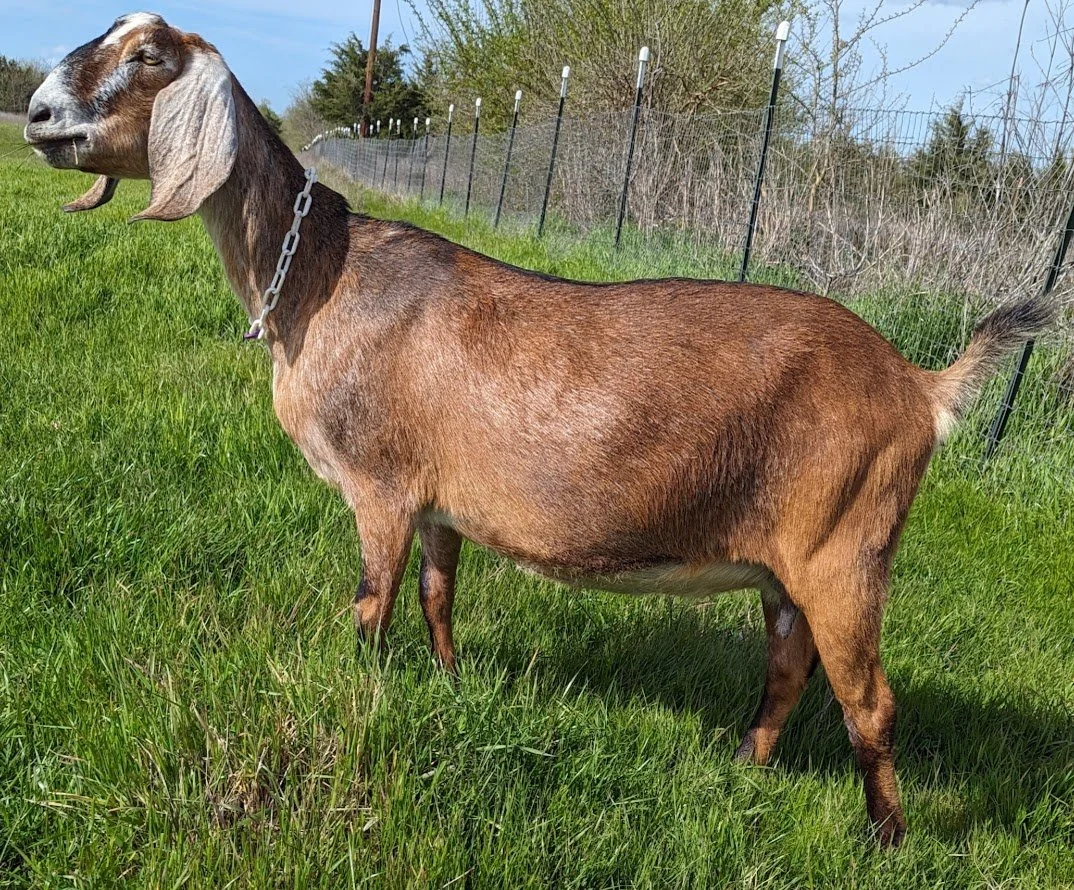 Our Herd Breeding Plans — to Fruitful Acres