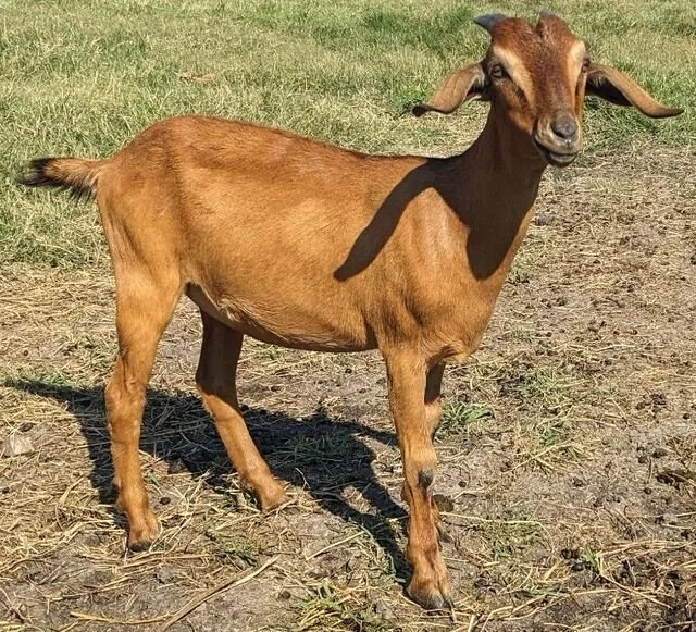 FAK35