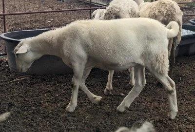 Katahdin Ewe Lambs