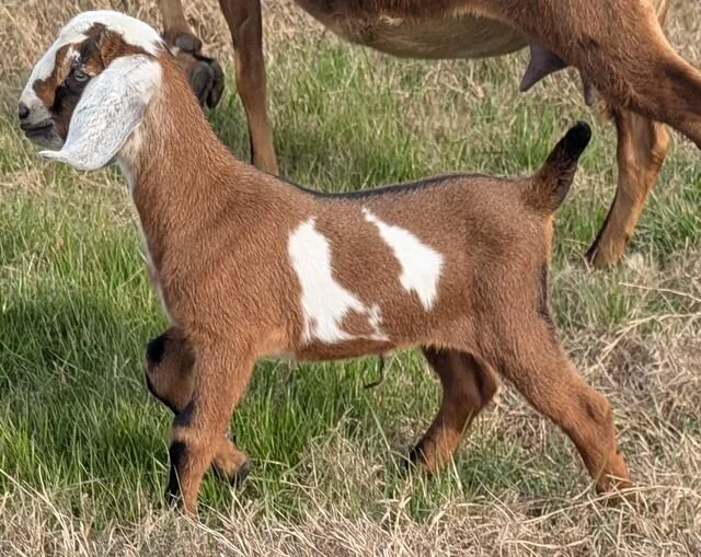 Registered Purebred Nubian Goats