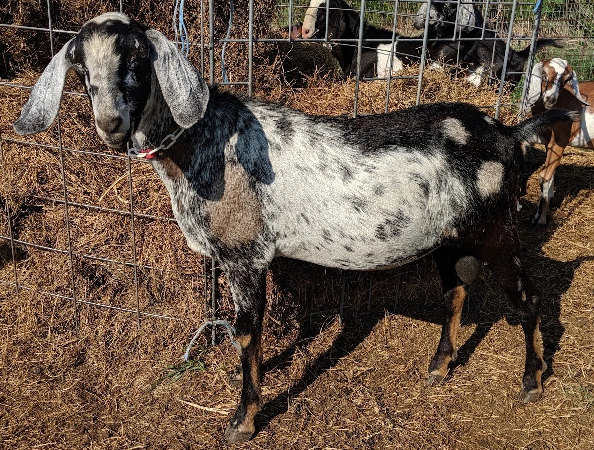 Bucks — to Fruitful Acres