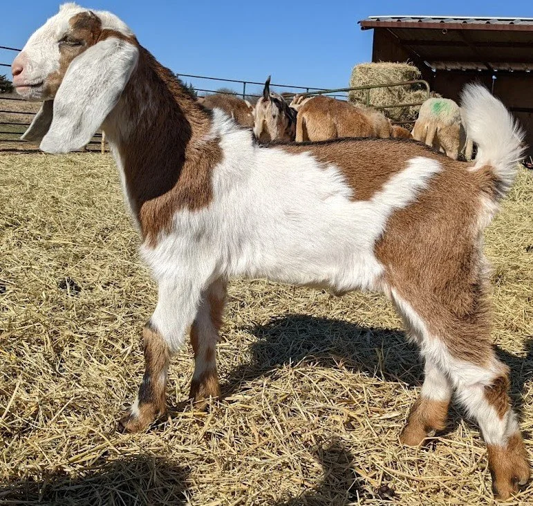 Bucks — to Fruitful Acres