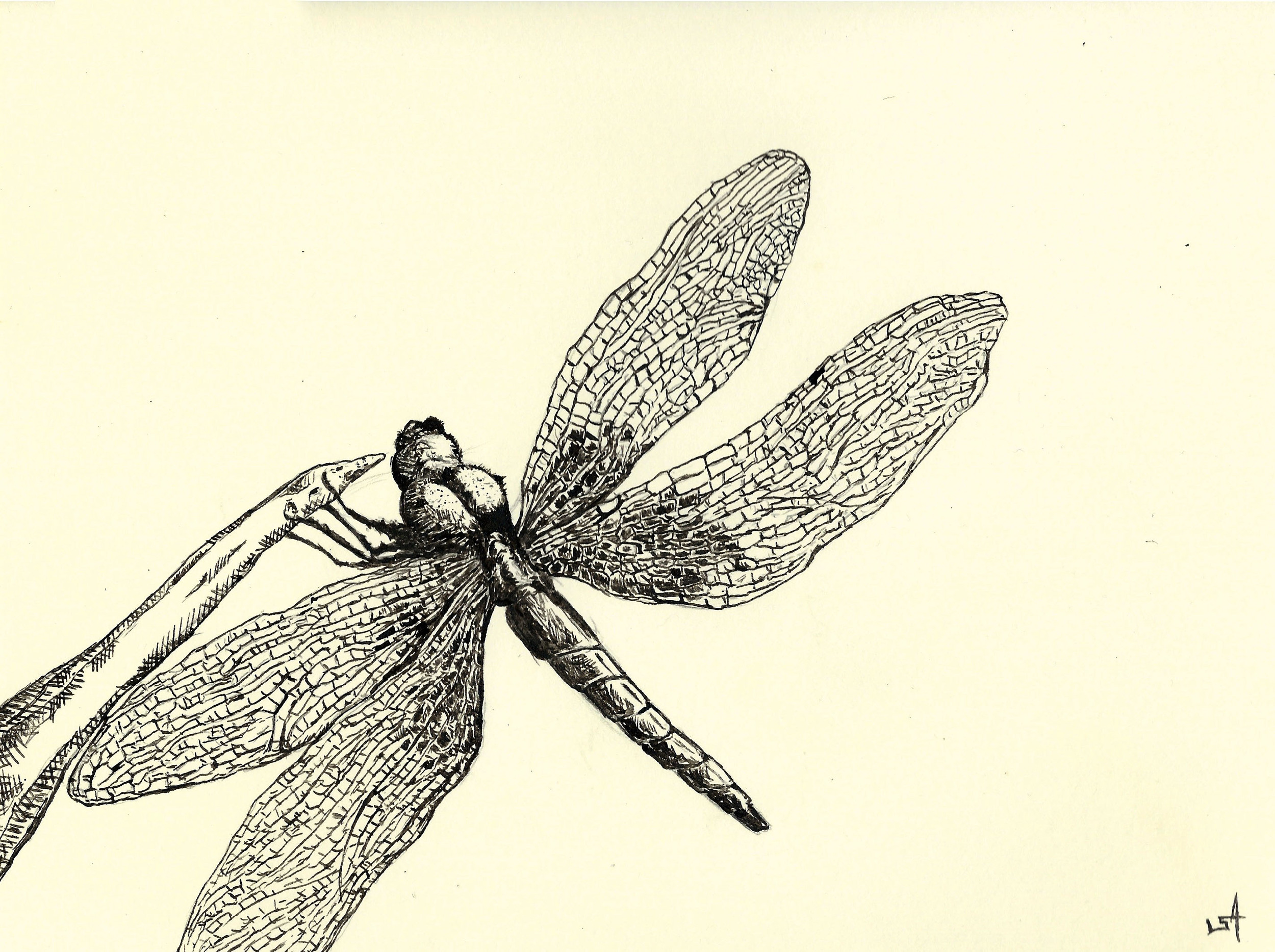 Dragonfly Study