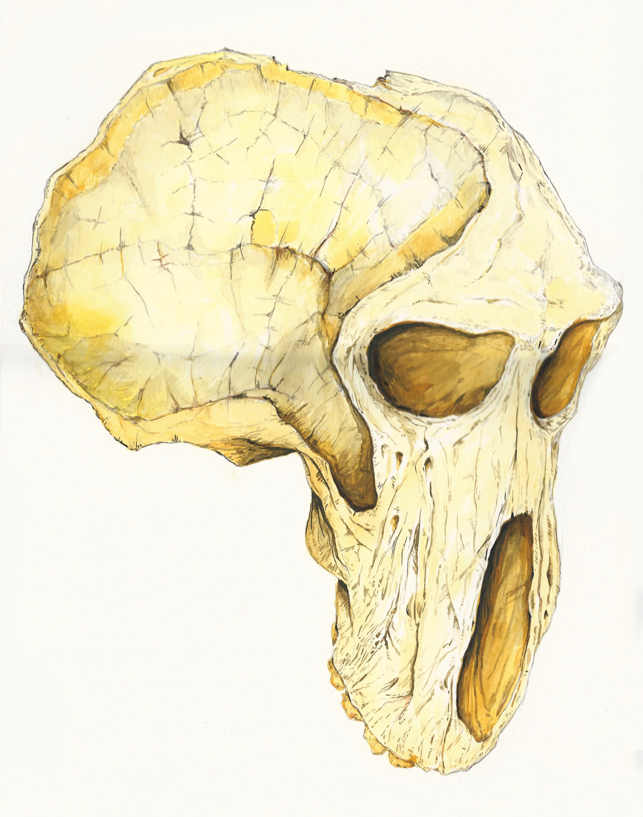 Africalopithecus-HR.jpg