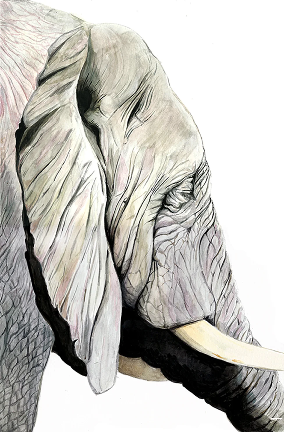 Elephant-HI.jpg