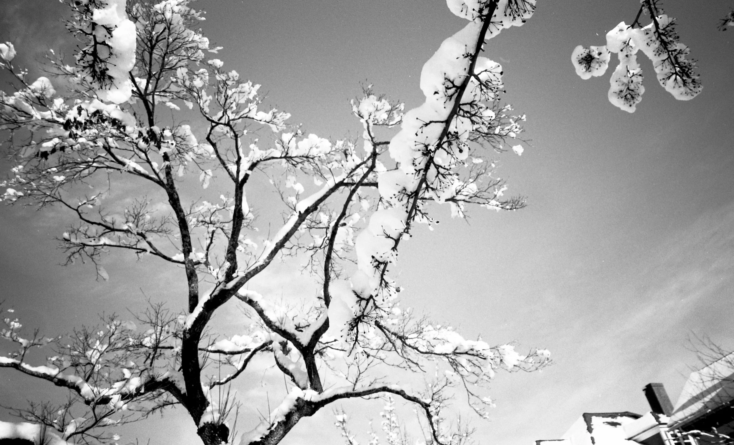 Lastly some Fuji Acros 100. Developed on Sprint Chemistry and scanned on Epson V700.