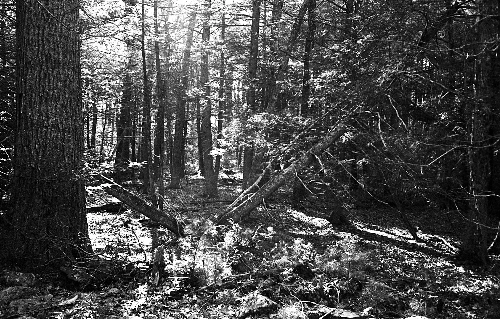 Tri-X developed in Sprint chemistry and scanned on Epson V700